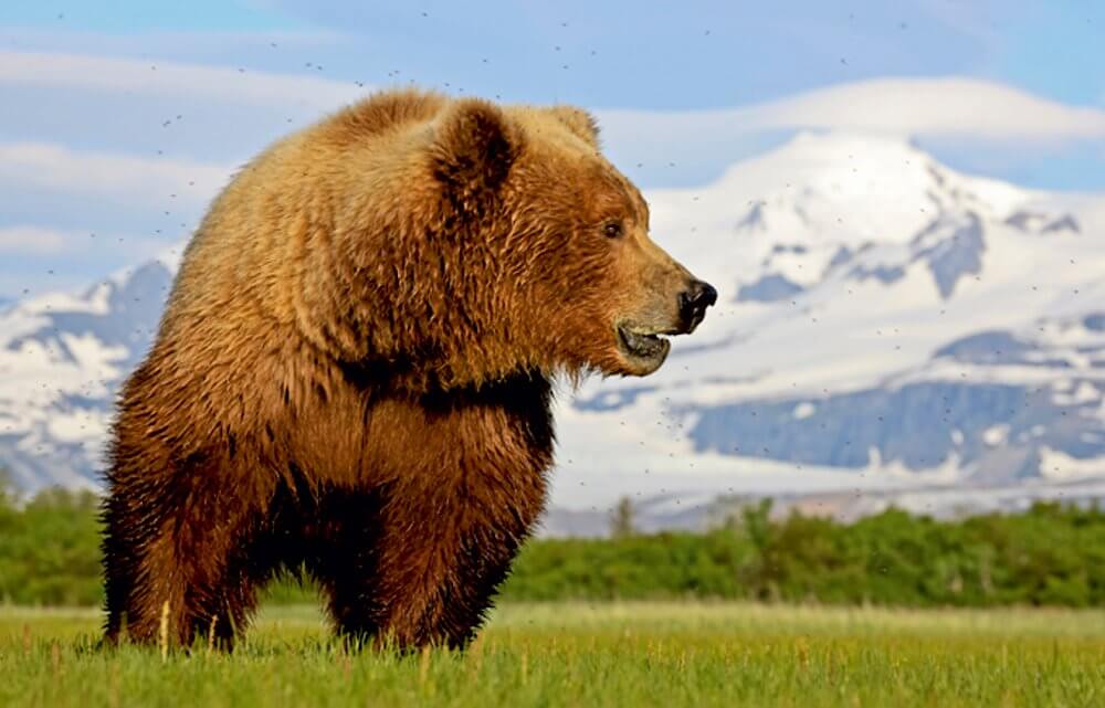 Alaska - Bernhard Römmelt