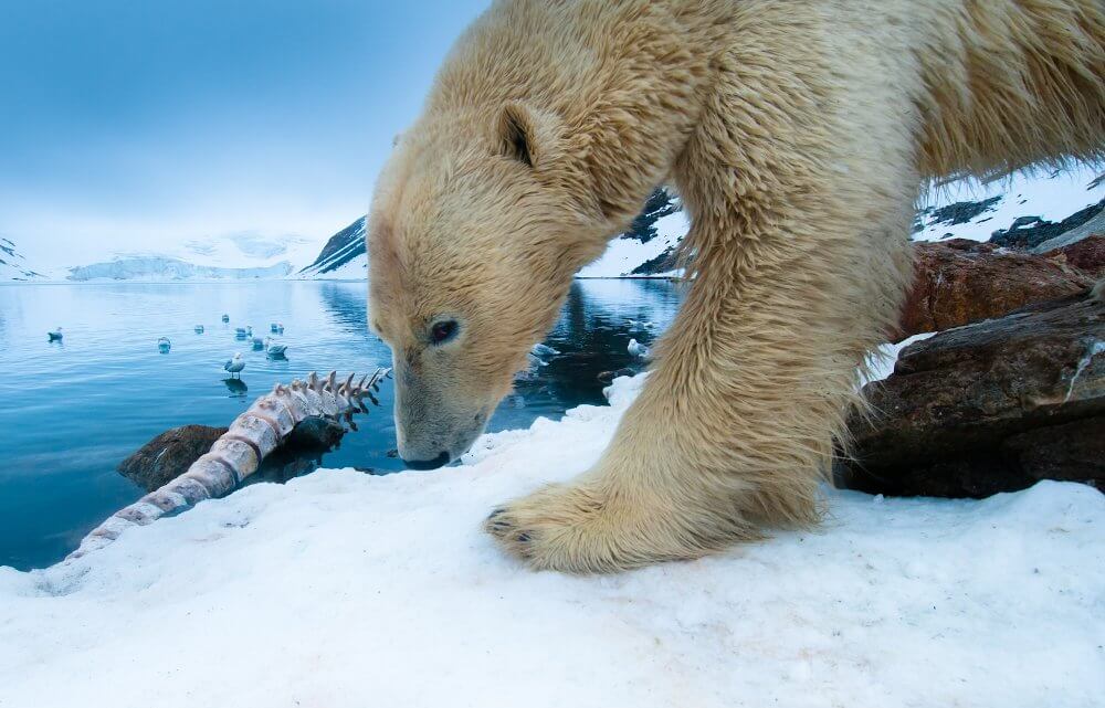 Arktis - Florian Schulz