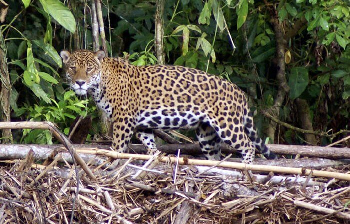 Bolivien - Roder - Sohr
