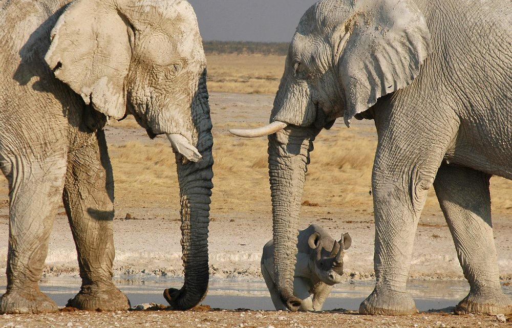 Botswana - Josef Niedermeier