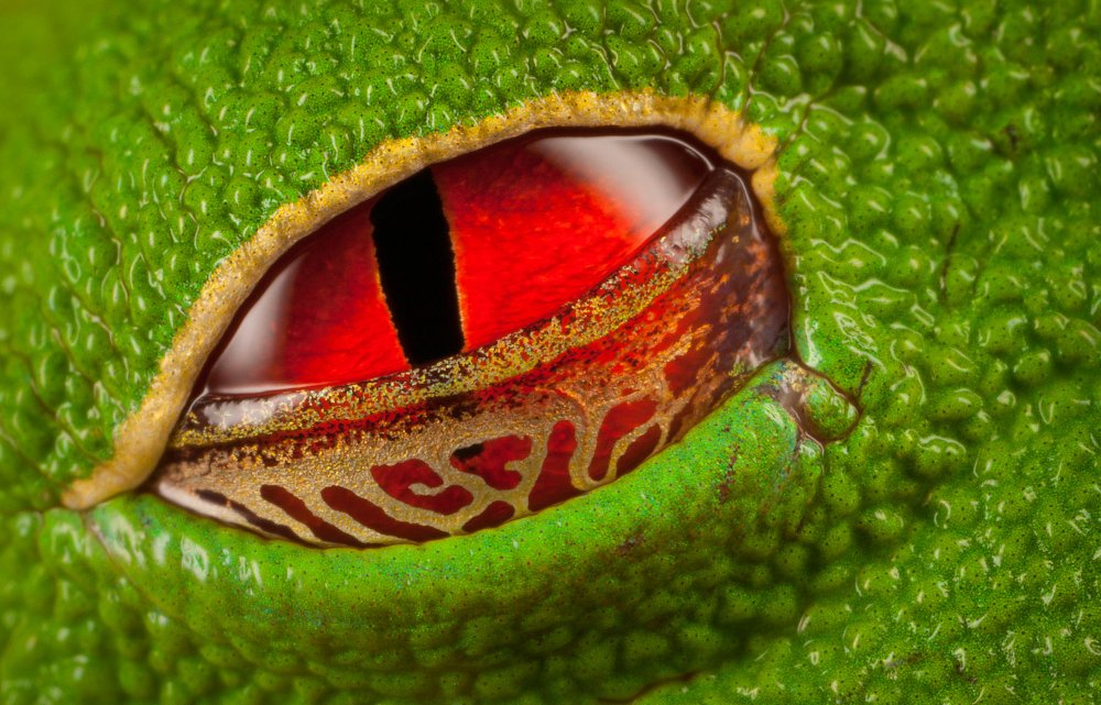 Jäger des Lichts - Ingo Arndt