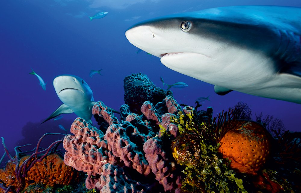 Ozean Abenteuer - David Hettich