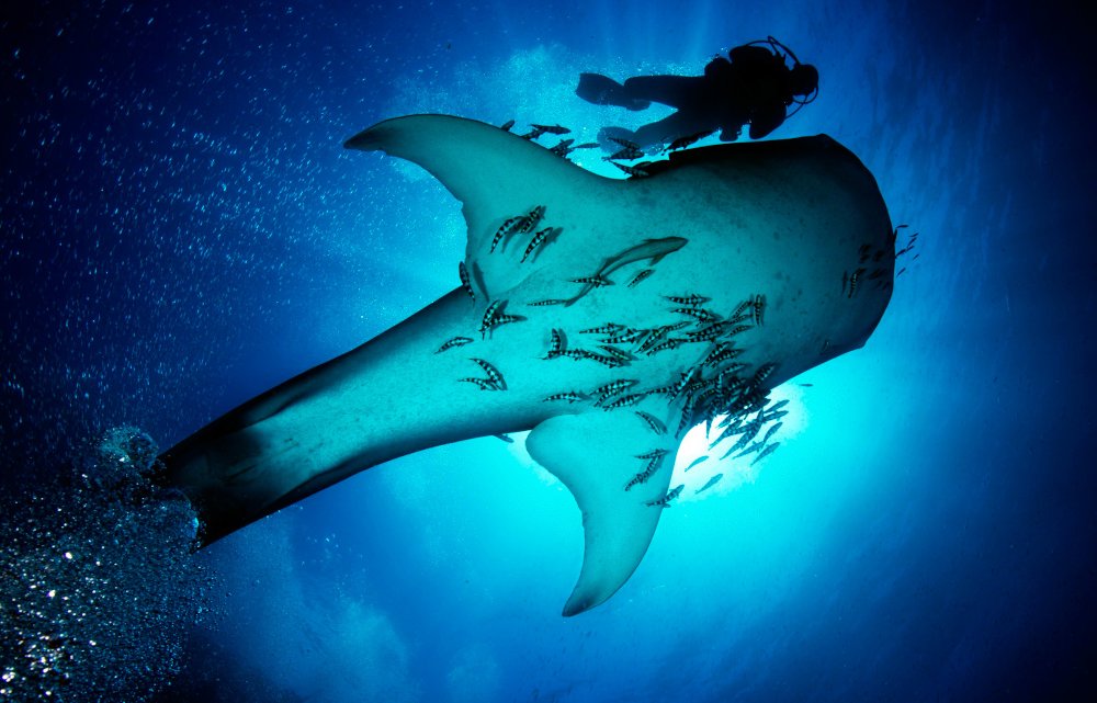 Ozean Tiefenrausch - Uli Kunz